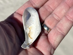 Modiolus americanus