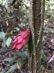 Drymonia coccinea