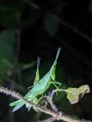 Atractomorpha sinensis