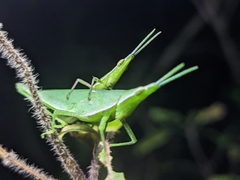 Atractomorpha sinensis