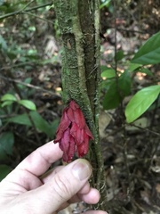 Drymonia coccinea