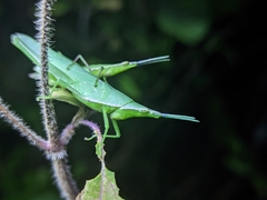 Atractomorpha sinensis