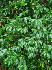 Ilex chinensis