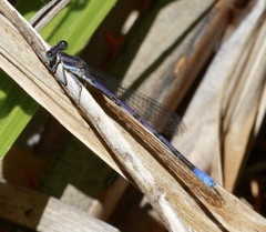 Argia hinei