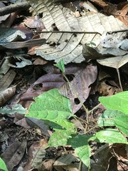 Magneuptychia
