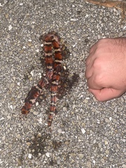 Cemophora coccinea coccinea