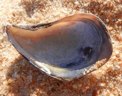 Mytilus galloprovincialis