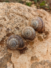 Otala punctata