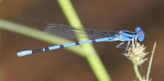 Argia tarascana