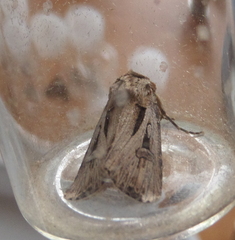 Agrotis spinifera