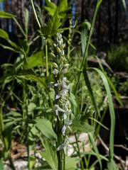Platanthera dilatata leucostachys
