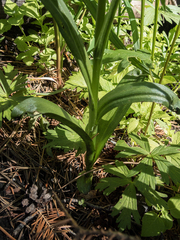 Platanthera dilatata leucostachys