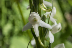 Platanthera dilatata leucostachys