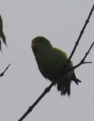 Forpus xanthopterygius