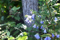 Adenophora triphylla