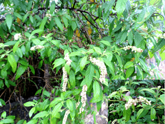 Varronia curassavica