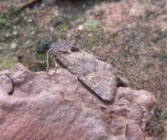 Aporophyla chioleuca