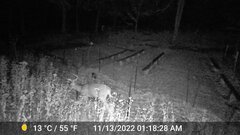 Odocoileus virginianus