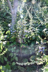 Adenophora triphylla