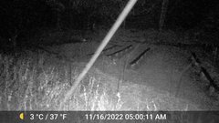 Odocoileus virginianus