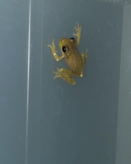 Osteopilus septentrionalis