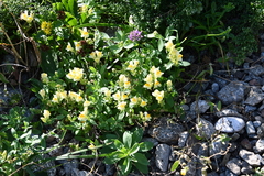 Linaria japonica