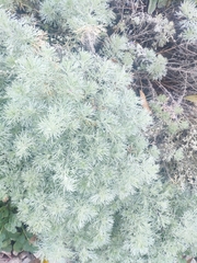 Artemisia schmidtiana