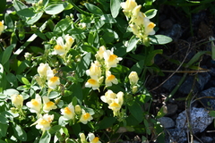 Linaria japonica