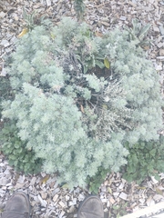 Artemisia schmidtiana