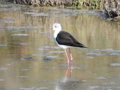 Himantopus himantopus
