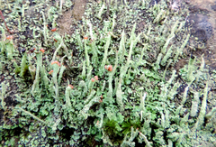 Cladonia