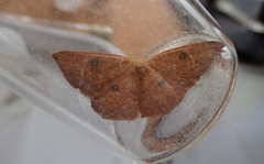 Cyclophora puppillaria