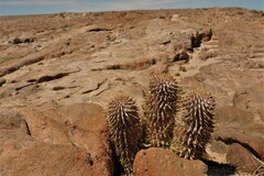 Hoodia currorii currorii
