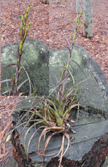 Tillandsia polystachia