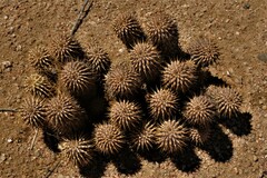 Hoodia currorii currorii