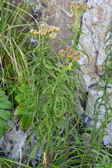 Achillea ptarmicoides