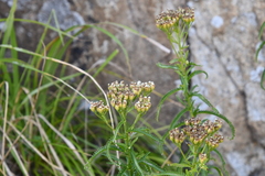 Achillea ptarmicoides