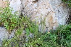 Achillea ptarmicoides