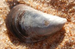 Mytilus galloprovincialis