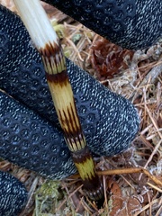 Equisetum fluviatile