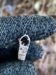 Equisetum fluviatile