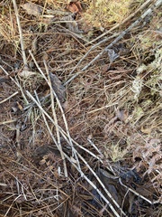 Equisetum fluviatile