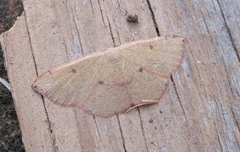 Cyclophora puppillaria