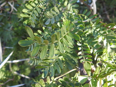 Vachellia karroo