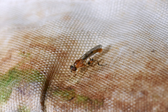 Sphegina