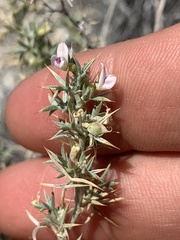 Astragalus kentrophyta