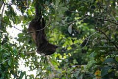 Choloepus didactylus