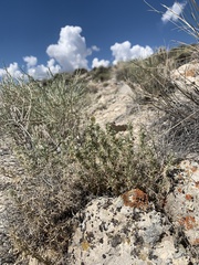 Astragalus kentrophyta