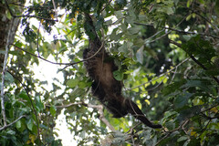 Choloepus didactylus