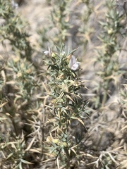 Astragalus kentrophyta